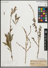 Foto von Salix purpurea L.